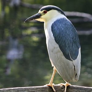 Black-Crowned Night Heron (Nycticorax nycticorax hoactli) wild