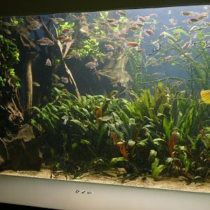 Vivarium- "Congo" Tank