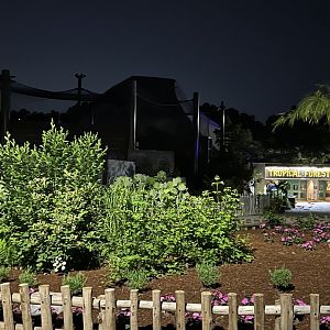 Tropical Forest at Night