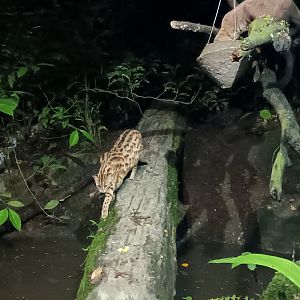 Leopard Cat and Small-Toothed Palm Civet