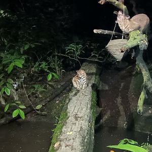 Leopard Cat and Small-Toothed Palm Civet
