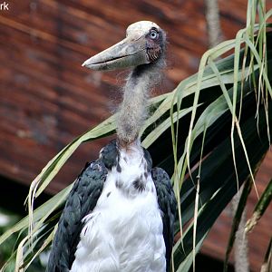 Lesser Adjutant Stork (Leptoptilos javanicus)