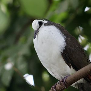 Tambourine Dove (Turtur tympanistria)