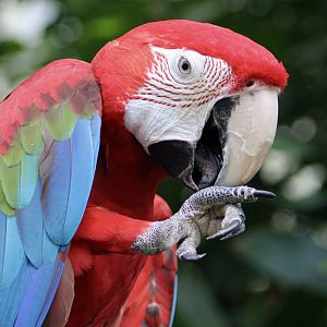 Green-Winged Macaw (Ara chloropterus)