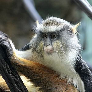 Wolf's Mona Monkey (Cercopithecus wolfi)