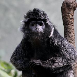 East Javan Langur (Trachypithecus auratus)