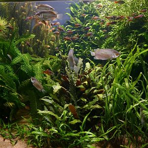 Vivarium- "Breathing under water" Tank