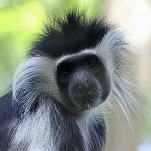 Tanzanian Black-and-White Colobus (Colobus angolensis palliatus)
