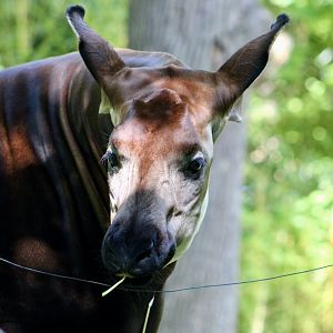 Okapi (Okapia johnstoni)