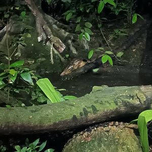 Sunda Pangolin (Manis javanica)