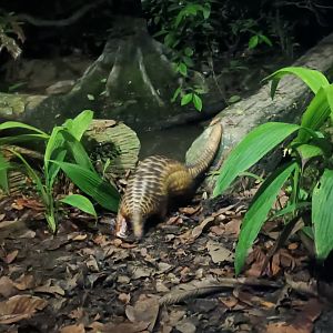 Sunda Pangolin (Manis javanica)