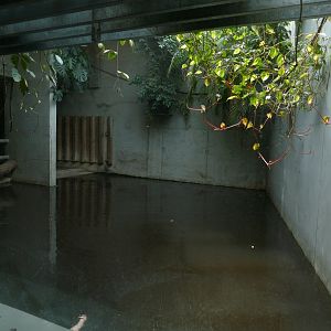 Rhino Pool