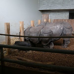 Indian Rhinoceroses with Visayan Warty Pig