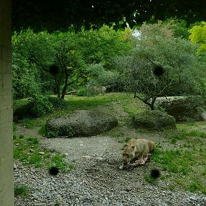 Gamgoas- Lion Enclosure