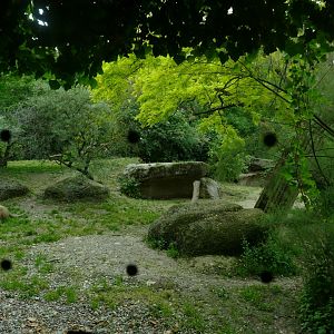 Gamgoas- Lion Enclosure