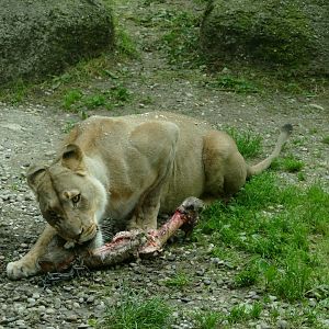 African lion eating