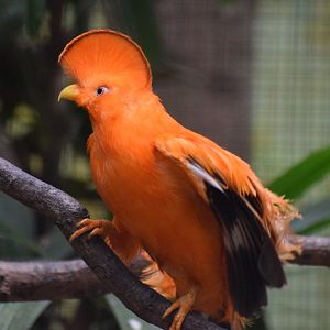 Guianan cock-of-the-rock