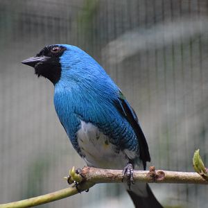 Swallow tanager