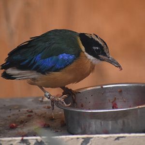 Blue-winged pitta