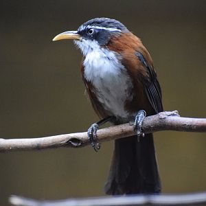 Chestnut-backed scimitar babbler