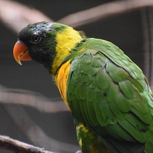 Marigold lorikeet