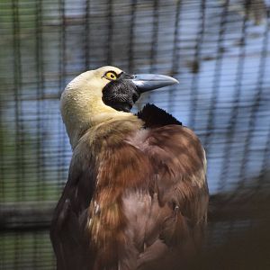 Raggiana bird-of-paradise
