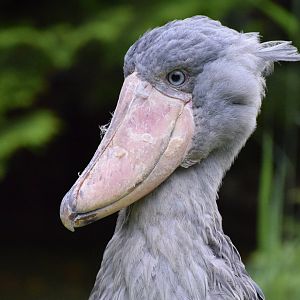 Shoebill