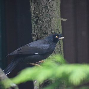 Crested myna