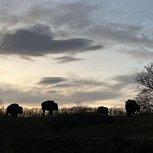 Bison against the sunset