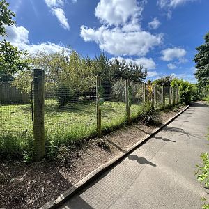 Kirk’s Dik Dik Enclosure