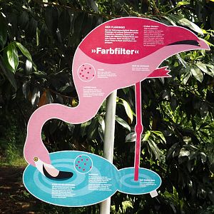 Sign about flamingo feeding technique and adaptations, 2024-05-21