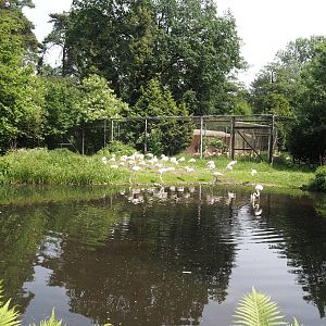 Greater flamingo exhibit, 2024-05-21