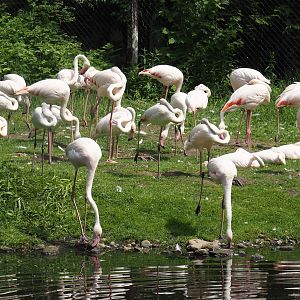 Greater flamingos (Phoenicopterus roseus), 2024-05-21