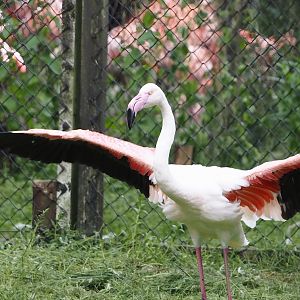 Greater flamingo (Phoenicopterus roseus), 2024-05-21