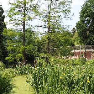 Chilean flamingo exhibit, 2024-05-21