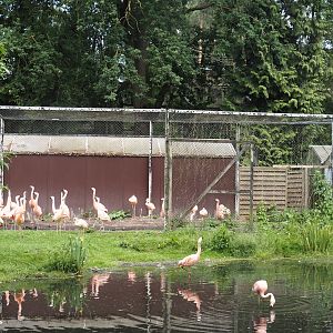 Chilean flamingo holding aviary, 2024-05-21