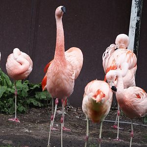 Chilean flamingos (Phoenicopterus chilensis), 2024-05-21