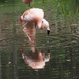 Chilean flamingo (Phoenicopterus chilensis), 2024-05-21