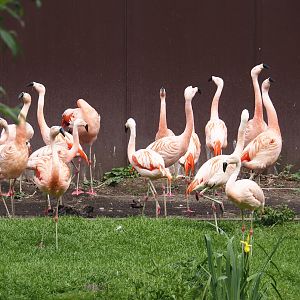 Chilean flamingos (Phoenicopterus chilensis), 2024-05-21