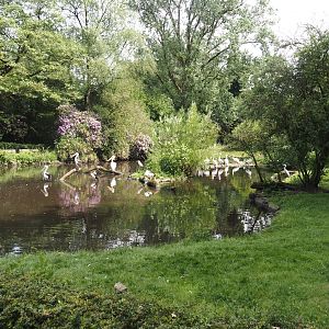 Dalmatian pelican, Australian pelican, American white pelican and Cape Barren goose exhibit, 2024-05-21