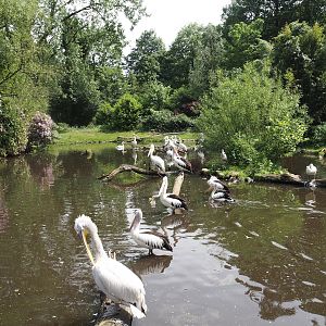 Dalmatian pelican, Australian pelican, American white pelican and Cape Barren goose exhibit, 2024-05-21