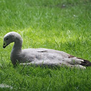 Cape barren goose (Cereopsis novaehollandiae), 2024-05-21
