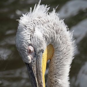 Dalmatian pelican (Pelecanus crispus), 2024-05-21