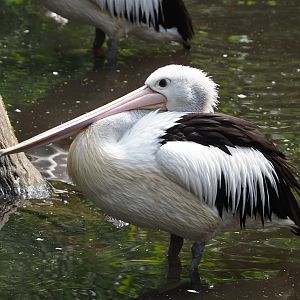 Australian pelican (Pelecanus conspicillatus), 2024-05-21