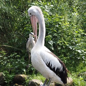 Australian pelican (Pelecanus conspicillatus), 2024-05-21