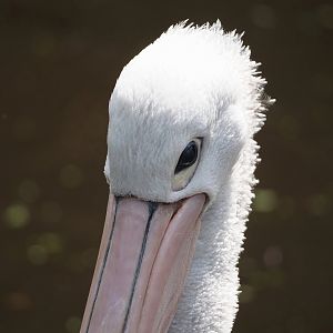 Australian pelican (Pelecanus conspicillatus), 2024-05-21