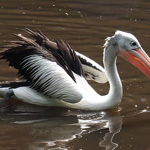 Australian pelican (Pelecanus conspicillatus), 2024-05-23