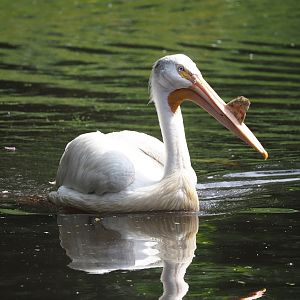 American white pelican (Pelecanus erythrorhynchos), 2024-05-21