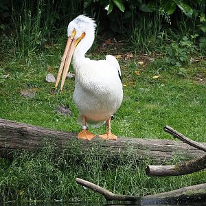 American white pelican (Pelecanus erythrorhynchos), 2024-05-23