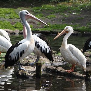 Australian pelican (Pelecanus conspicillatus) and American white pelican (Pelecanus erythrorhynchos), 2024-05-21